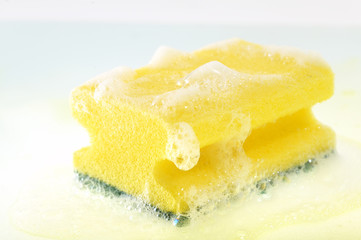 kitchen sponge