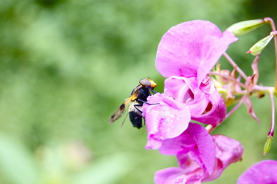 lila blume mit vespe