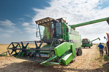 Combine harvesting soybeans
