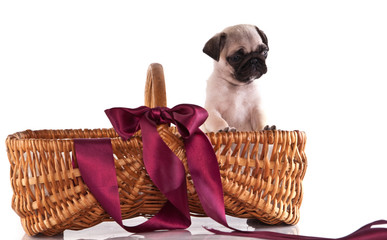chiot Carlin de deux mois dans un panier
