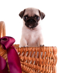 portrait d'un chiot Carlin