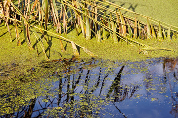 Water grass in a pond.