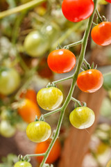 garden tomatoes