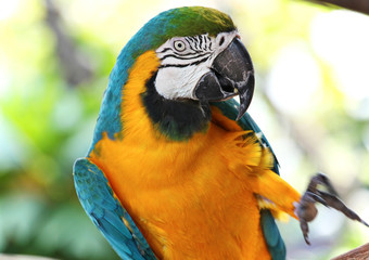 coloured Macaw parrot