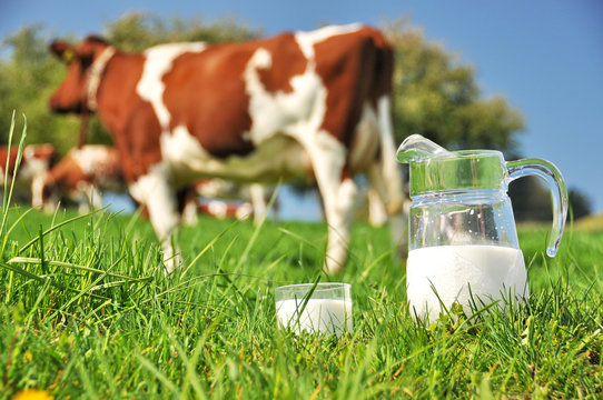 Cow and jug of milk. Emmental region, Switzerland
