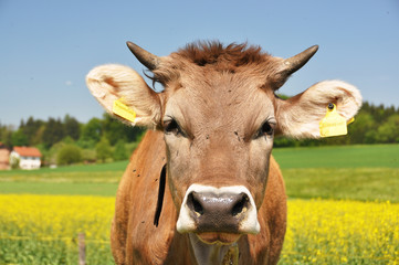 Swiss cows