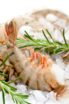 Grosses crevettes sur lit de glace