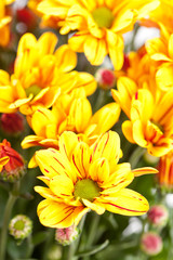 Chrysanthemum Flowers