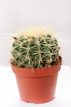 green cactus in brown pot