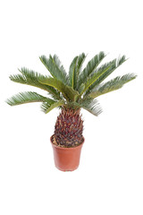 palm in the pot