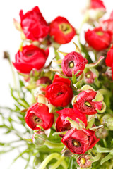 red Ranunculus