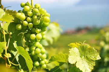 Bunch of grapes. Lavaux region, Switzerland