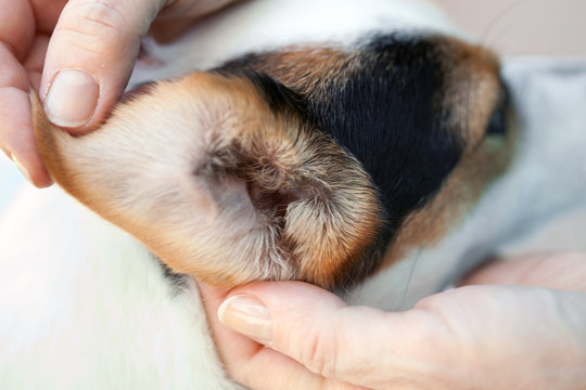 Orecchio del cane