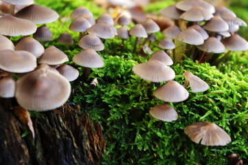 Mushrooms on a mossy log