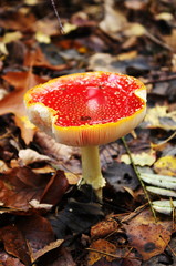 Old fly agaric mushroom