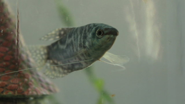 Snail and marble gourami