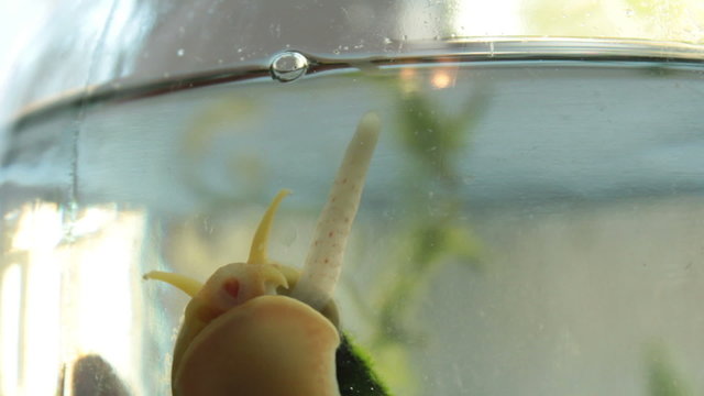 Snails that breathe