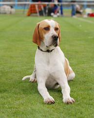 English Pointer