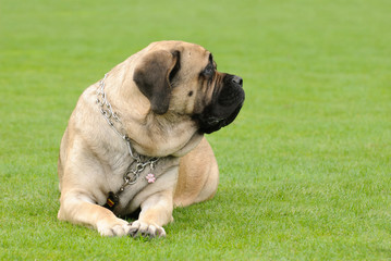 Obraz premium English Mastiff