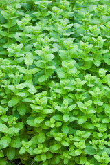 background[flossflower]_02