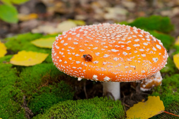 Amanita mushroom