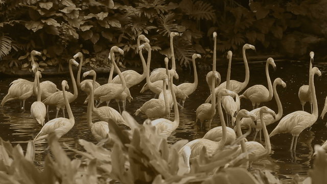 Slow motion flamingo lake retro style