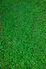 grass(clover)_013