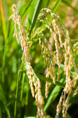 scene[rice_paddy]_41