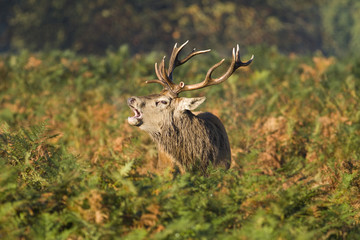 A stag male deer roaring in the autumn sunlight