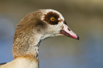 Profile of an Egyptian goose