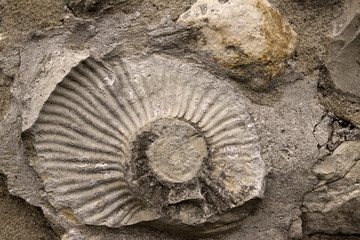 Muschelstein