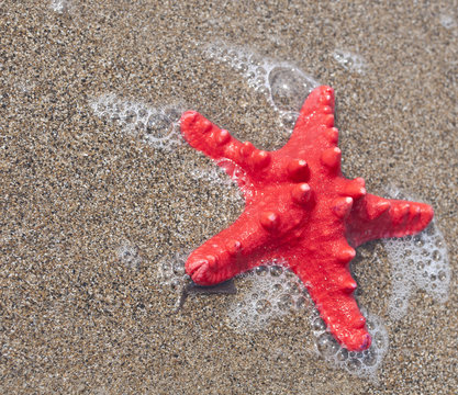 Red starfish and sea wave on sandy tropical beach