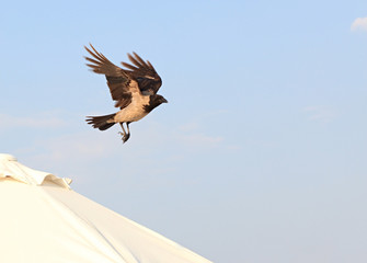 Hoodie in flight.