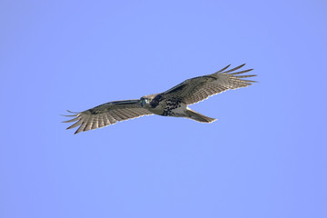 Red-tailed Hawk