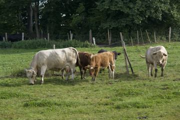 Obraz premium cattle in green pasture