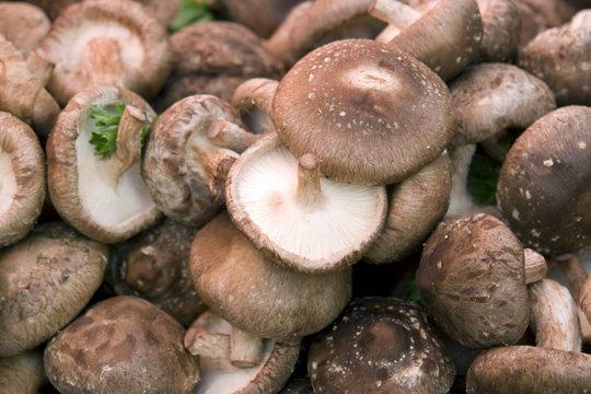 lots of fresh mushrooms