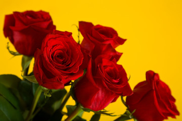Roses on  yellow background