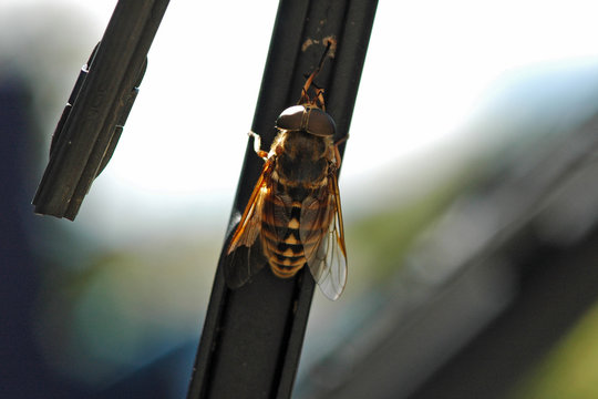 Taon des Sud&egrave;tes (Tabanus sudeticus)