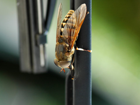 Taon des Sud&egrave;tes (Tabanus sudeticus)
