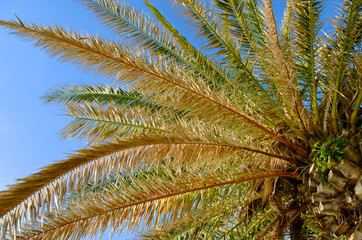 Fototapeta na wymiar Palm tree branches