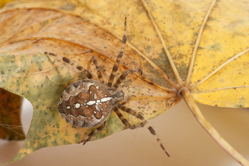 Kreuzspinne auf Blatt