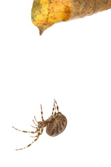 Kreuzspinne mit Blatt