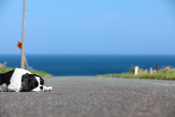 眠る犬