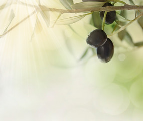 Olives design background