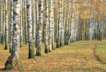 Pathway in an autumn birch grove