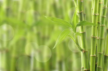 Fototapeta na wymiar Beautiful Bamboo