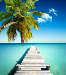 Fototapety  wakacje na plaży kokosowe drzewo