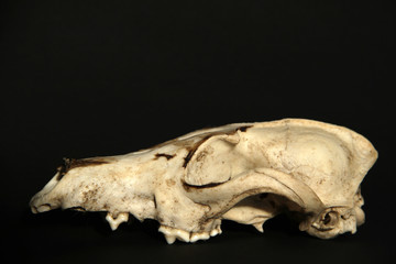 Craeo, calavera, zorro