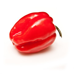 Scotch bonnet chilli pepper.