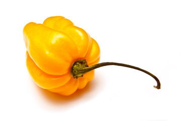 Scotch bonnet chilli pepper.